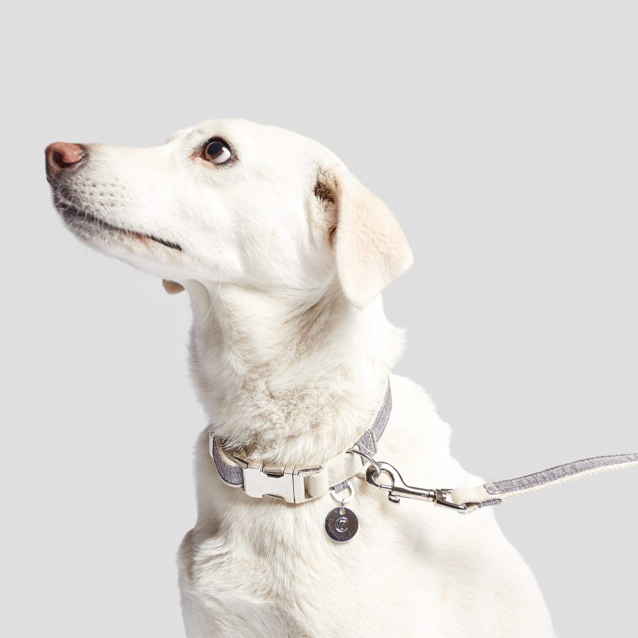 Cloud7-Coco-Hundesnor og halsbånd vist på hvid hund