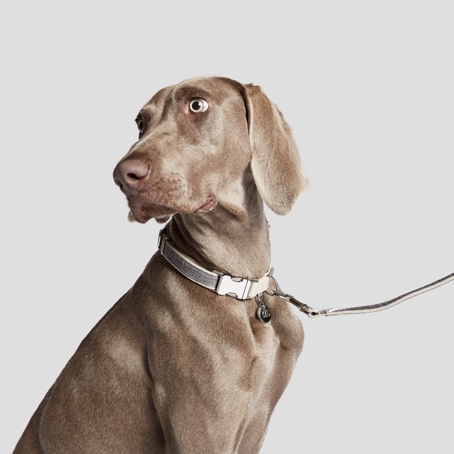 Cloud7-Coco-Hundesnor og halsbånd-vist på Weymaraner hund