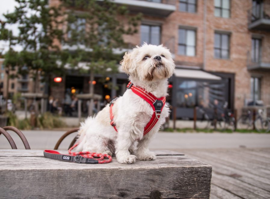 Comfort-Walk-Air-Sele-Dog Copenhagen-Classic Red-Vist på hund