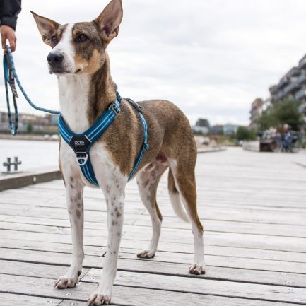 Comfort-Walk-Air-Sele-Dog Copenhagen-Ocean Blue-Vist på hund