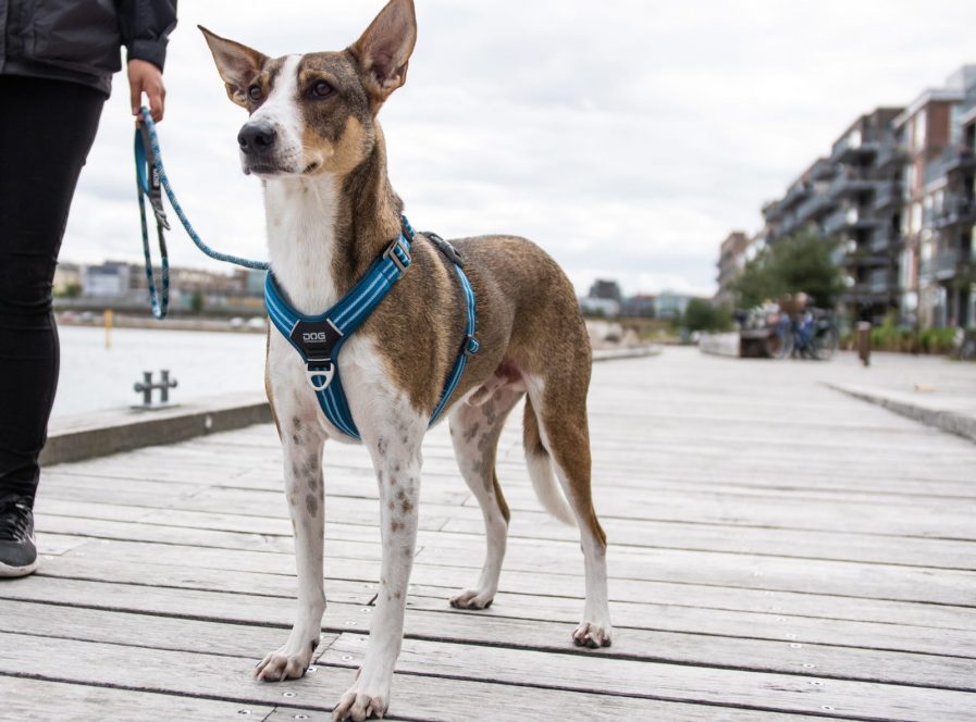 Comfort-Walk-Air-Sele-Dog Copenhagen-Ocean Blue-Vist på hund