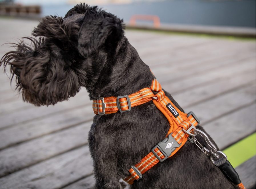 Comfort-Walk-Air-Sele-Dog Copenhagen-Orange Sun-Vist på hund ryg