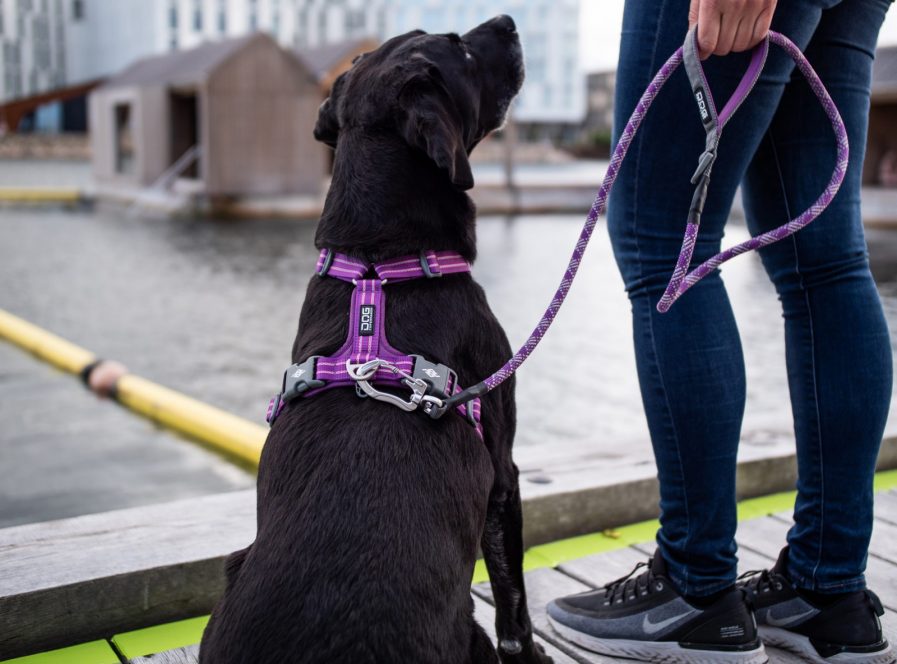 Comfort-Walk-Air-Sele-Dog Copenhagen-Purple Passion-Vist på hund-Ryg