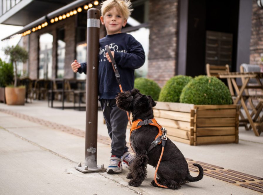 Comfort-Walk-Pro-Sele-Dog Copenhagen-Orange Sun-Vist på hund