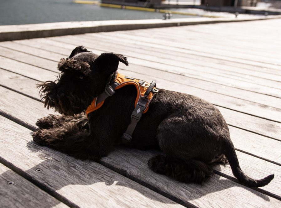 Comfort-Walk-Pro-Sele-Dog Copenhagen-Orange Sun-Vist på hund der ligger