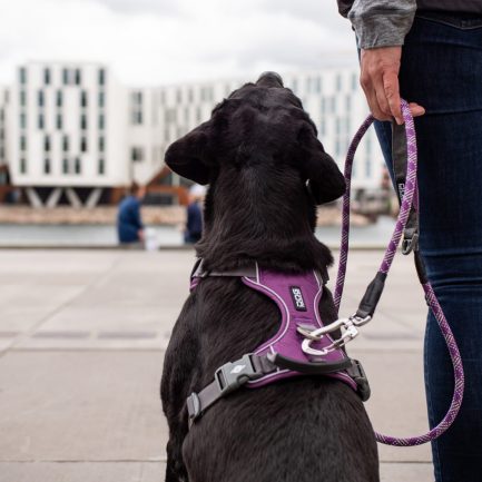Comfort-Walk-Pro-Sele-Dog Copenhagen-Purple Passion-Vist på hund