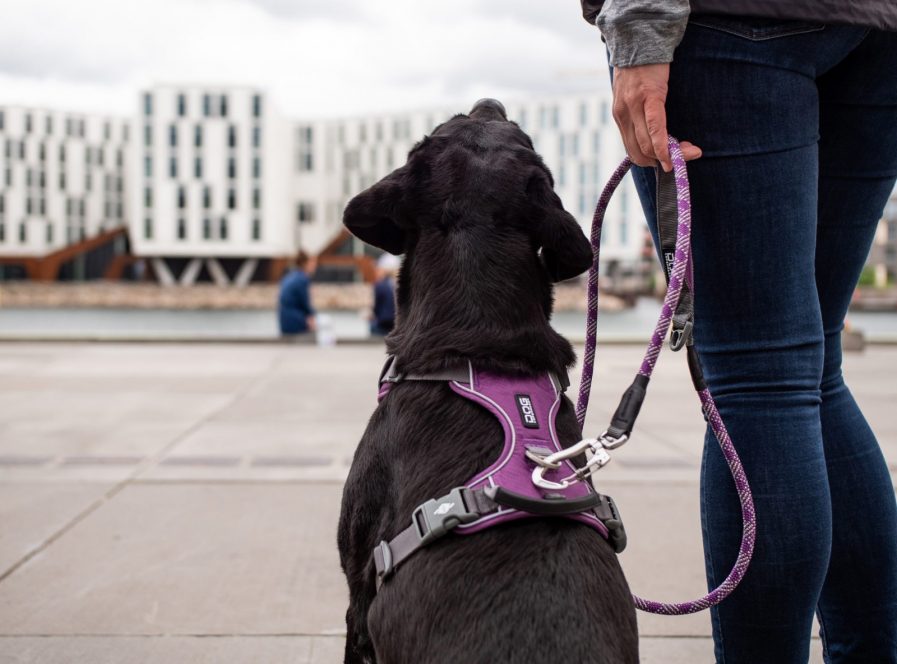Comfort-Walk-Pro-Sele-Dog Copenhagen-Purple Passion-Vist på hund