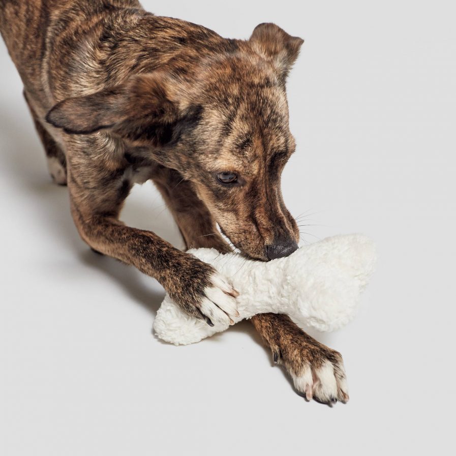 Love bone-Hundelegetøjskødben-Hvid Plys-Cloud7-XS vist med hund