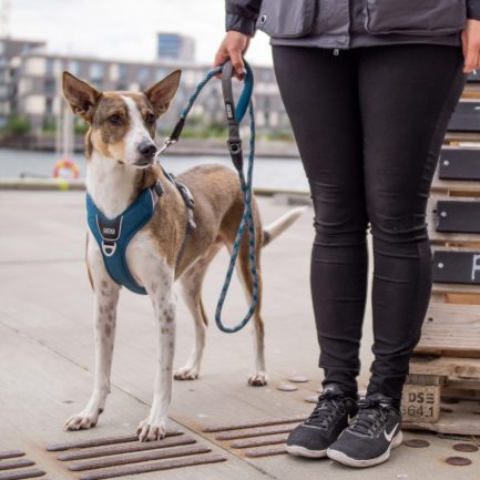 Urban-Rope-Line-Dog Copenhagen-Ocean Blue-Vist med hund