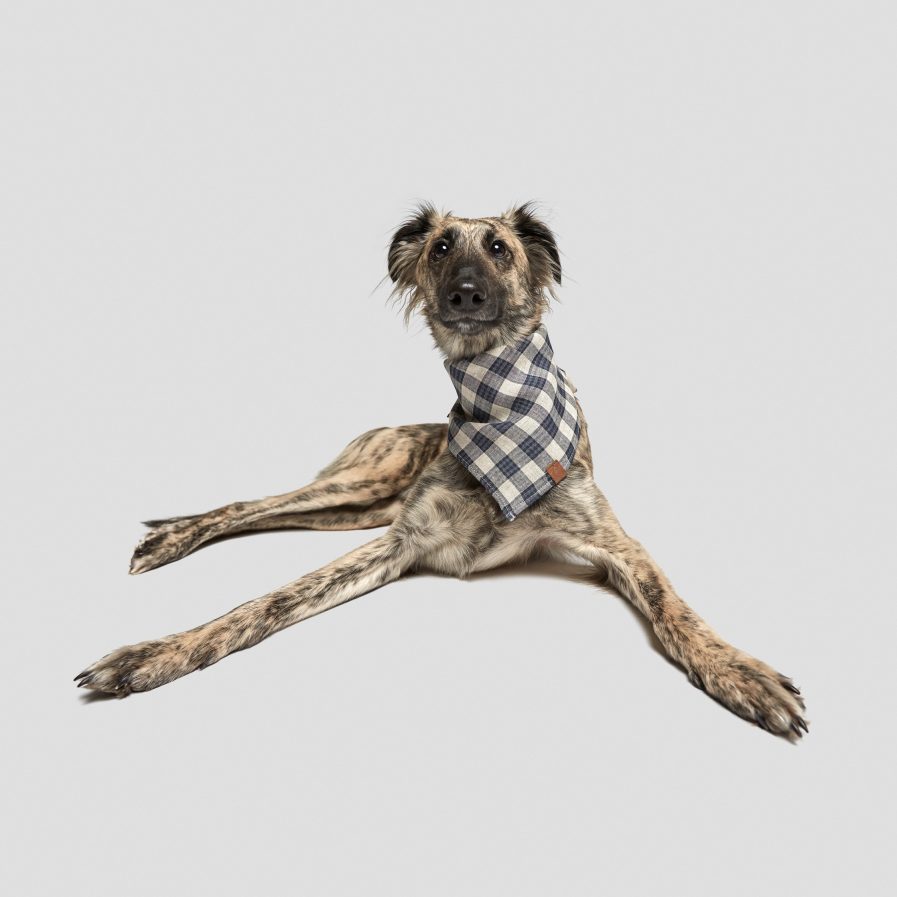 Dog Bandana-Mørkeblå-Beige Ternet-Cloud7-Vist på hund
