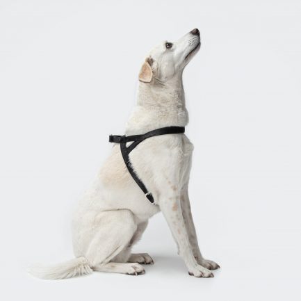 Tivoli Hundesele-Black-Cloud7-Vist på hund