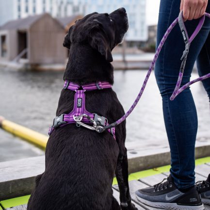 Urban Rope Line-Dog Copenhagen-Purple Passion-Vist på Labrador