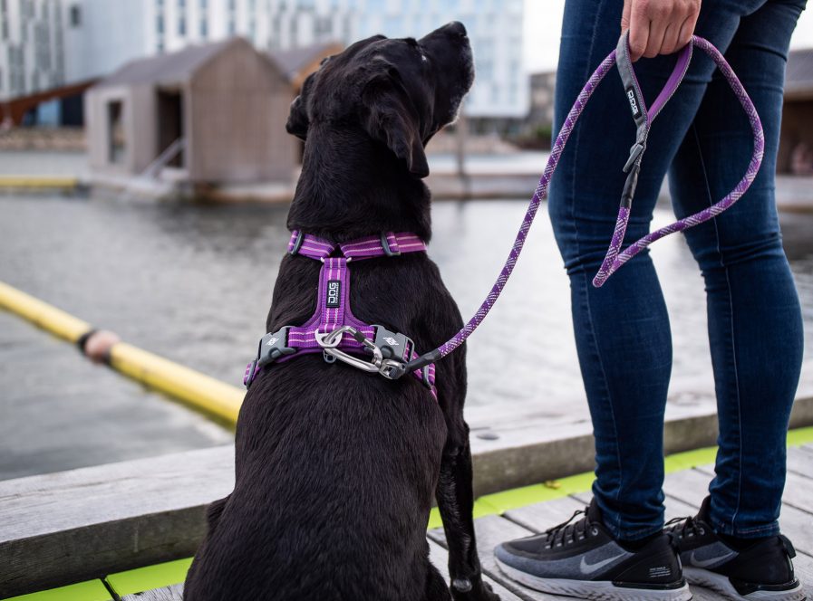 Urban Rope Line-Dog Copenhagen-Purple Passion-Vist på Labrador