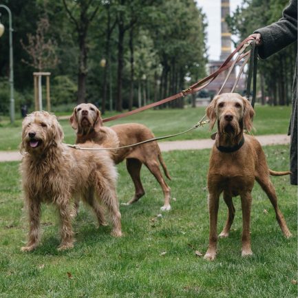 Tiergarten Halsbånd og Liner-Cloud7-Vist på 3 hunde