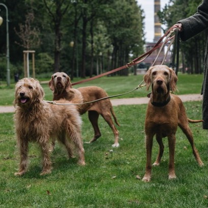 Tiergarten Halsbånd og Liner -Cloud7-Vist på 3 hunde