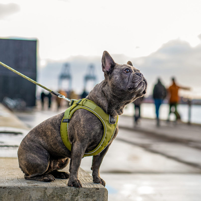 Comfort Walk Go Sele-Hunting Green-Dog Copenhagen-Vist med Rope Line