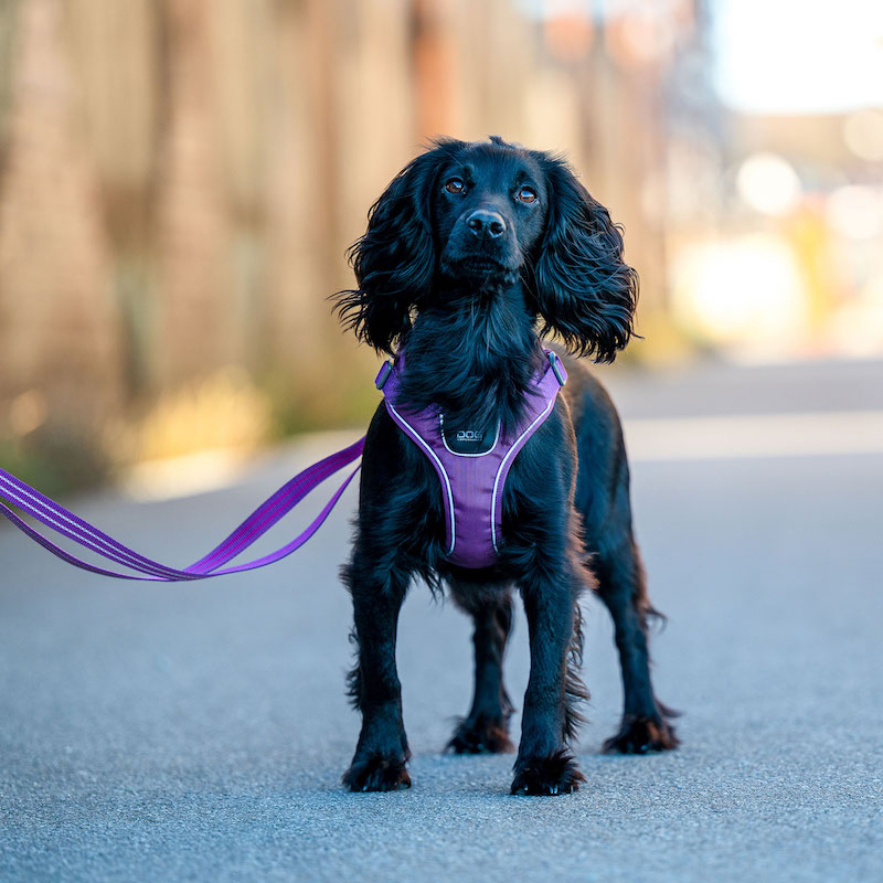 Comfort Walk Go Sele-Purple Passion-Dog Copenhagen-Vist på hund