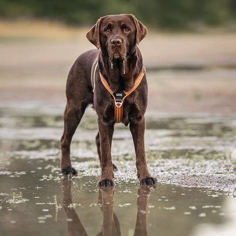 Comfort Walk Air Sele-Orange-Dog Copenhagen-Vist på brun labrador
